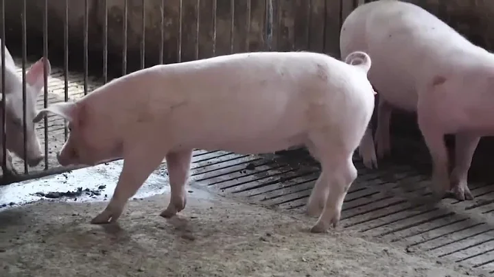 Montana Ag Network: Secure Pork Supply Plan