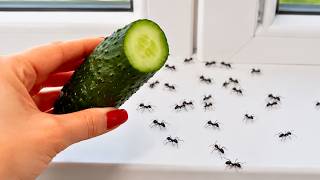 Ants won’t return for years. They’ll vanish from your home and garden for good