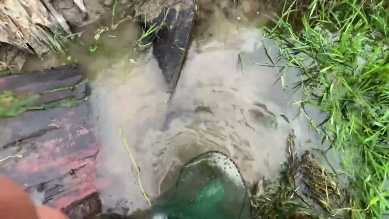 花篮有些地方要换，4换6 黄鳝地笼收获满足了润不？ #户外捕鱼  #真实户外  #今天的收获  #抓黄鳝  #野生黄鳝