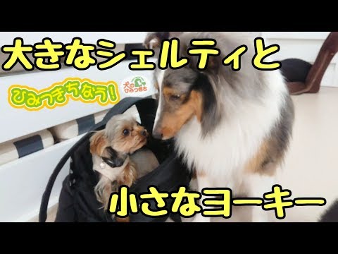 大きなシェルティと小さなヨーキーが出会ったんだ。 【ひみつきちなう！①】2019年1月11日