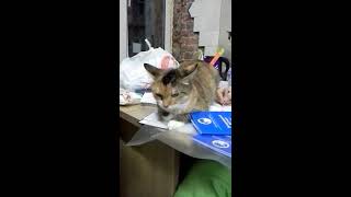 Cat Mulya is a secretary. кошка-секретарь Муля ищет дом. СПб Cat Mulya is a secretary. кошка-секретарь Муля ищет дом. СПб