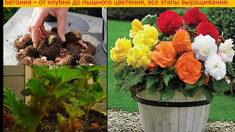 Бегония, от клубня до цветения, секреты ухода.