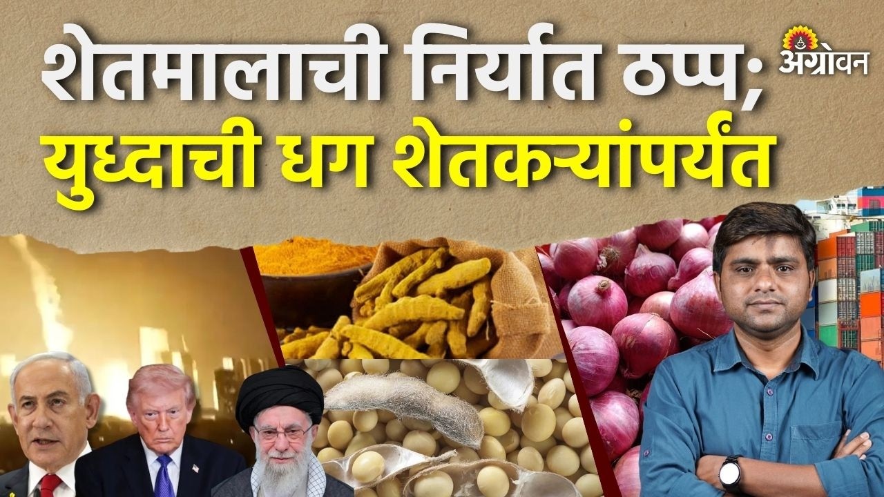 War Impact on Agri: कांदा, द्राक्ष, डाळिंबासह फळपिके आणि हळदीसह मसाले निर्यात थांबली | Agrowon