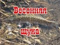 Рыбалка. Весенняя щука