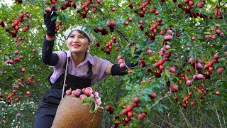 Harvest wild Plums - The type that only grows in wet forests Goes to market sell - highland market