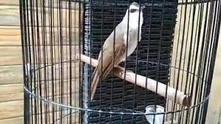trucukan Suara ++ dan iramanya enak