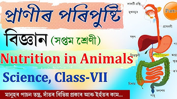 প্ৰাণীৰ পৰিপুষ্টি(বিজ্ঞান-সপ্তম শ্ৰেণী). Nutrition in Animals (Class-7)