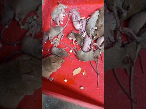 ইদুঁর মারার কৌশল #cat #aakhirkyutootichhorebarghatiteam