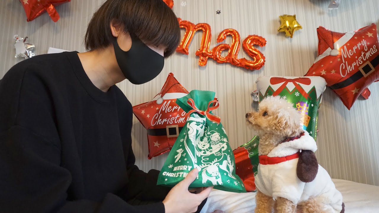 【Xmas】一人暮らし独身男とトイプードルのクリスマス