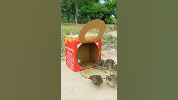 Best Bird Trap Technique - Quail Trap #Creative bird trap #shorts