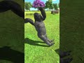 Gorilla Projectile vs Gorilla Berserk | Epic CGI Battle | ARBS - Animal Revolt Battle Simulator