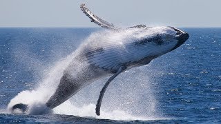 Top 10 Largest Whale in the World 2016