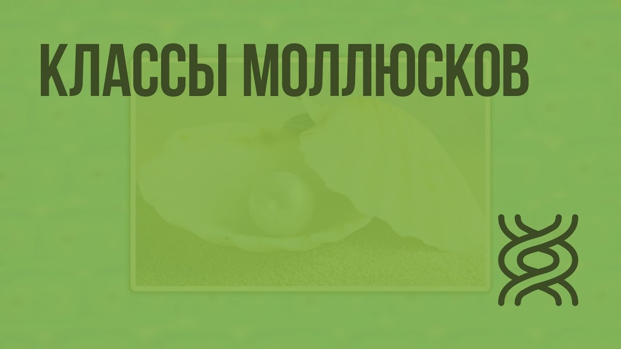 Видеоуроки биологии 11 класс. Моллюски видеоурок по биологии 7 класс. Биология видеоуроки.