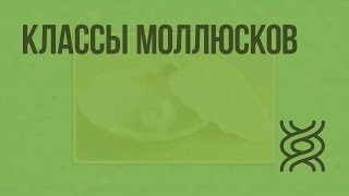 Классы моллюсков. Видеоурок по биологии 7 класс