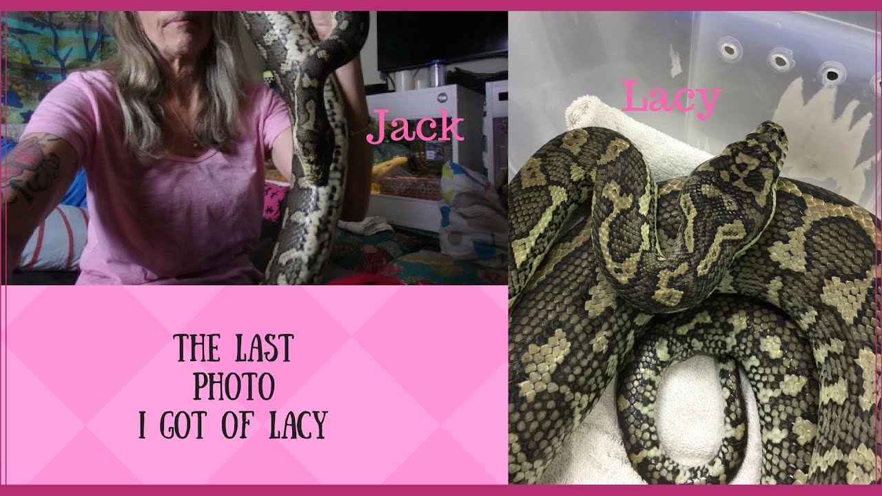 Make The Most Of Everyday With Your Snakes - YouTube