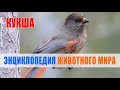 Кукша (Perisoreus infaustus) | Энциклопедия животного мира