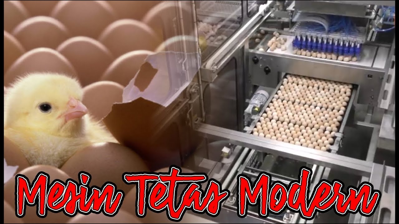 Canggihnya Mesin Tetas Modern