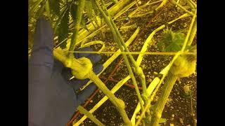 The Unique Symptoms of Hop Latent Viroid