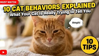 10 Cat Behaviors Explained What Your Cat Is Really Trying To Tell You