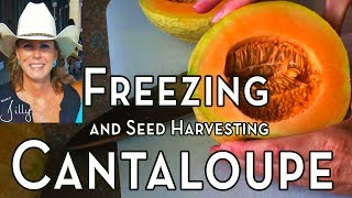 Freezing Cantaloupe and Harvesting the Seeds