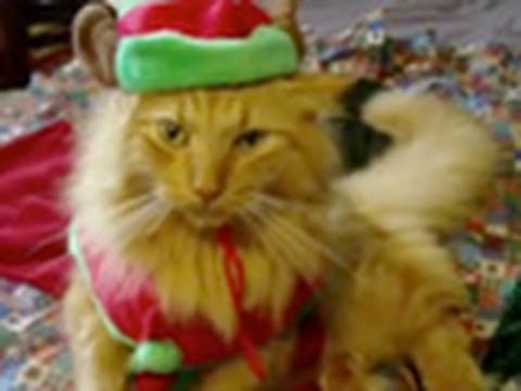 Animals of YouTube sing &quot;Jingle Bells&quot;