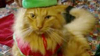 Animals of YouTube sing 'Jingle Bells'