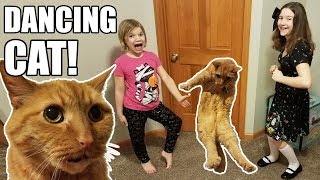 Dancing Cat Won't Stop!  Funny & Cute!  Babyteeth More