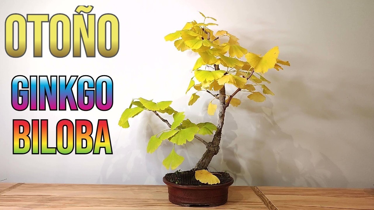 😍Así Cambia de COLOR un GINKGO BILOBA BONSAI YouTube