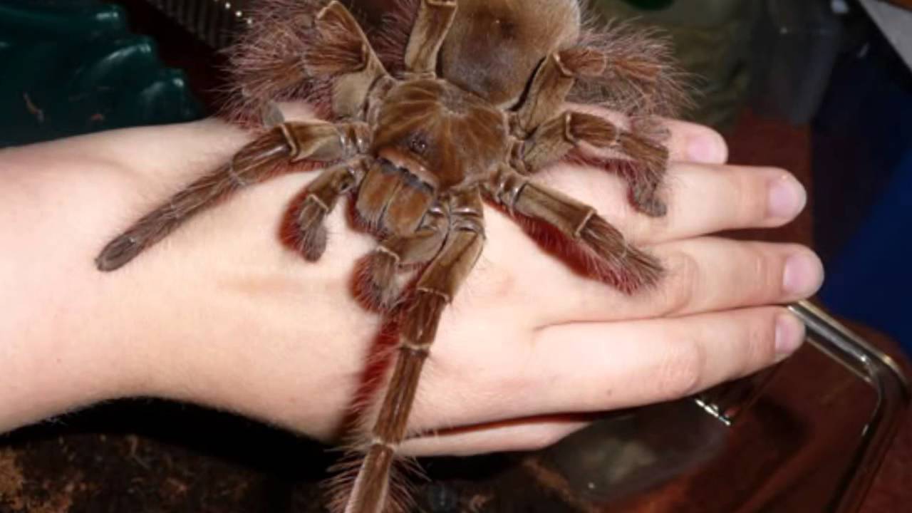 goliath bird eating tarantula on dinner plate