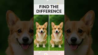 Only 1 in 10 Can Spot the Difference! 🐶 | Find the Odd Corgi Out #shorts