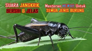 Download Lagu suara jangkrik #masteran semua jenis burung MP3
