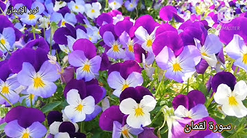 سورة لقمان بصوت 🎵الشيخ نورين محمد صديق رحمة الله تعالى