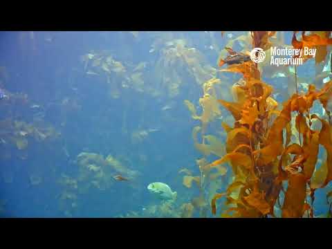 Video: Trăiește kelpfish în pădurile de kelp?