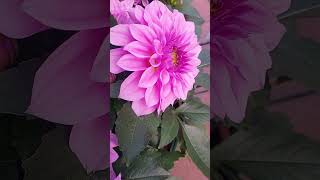 Lavander Perfection Dahlia