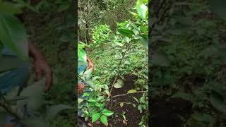 Epoca de poda limon