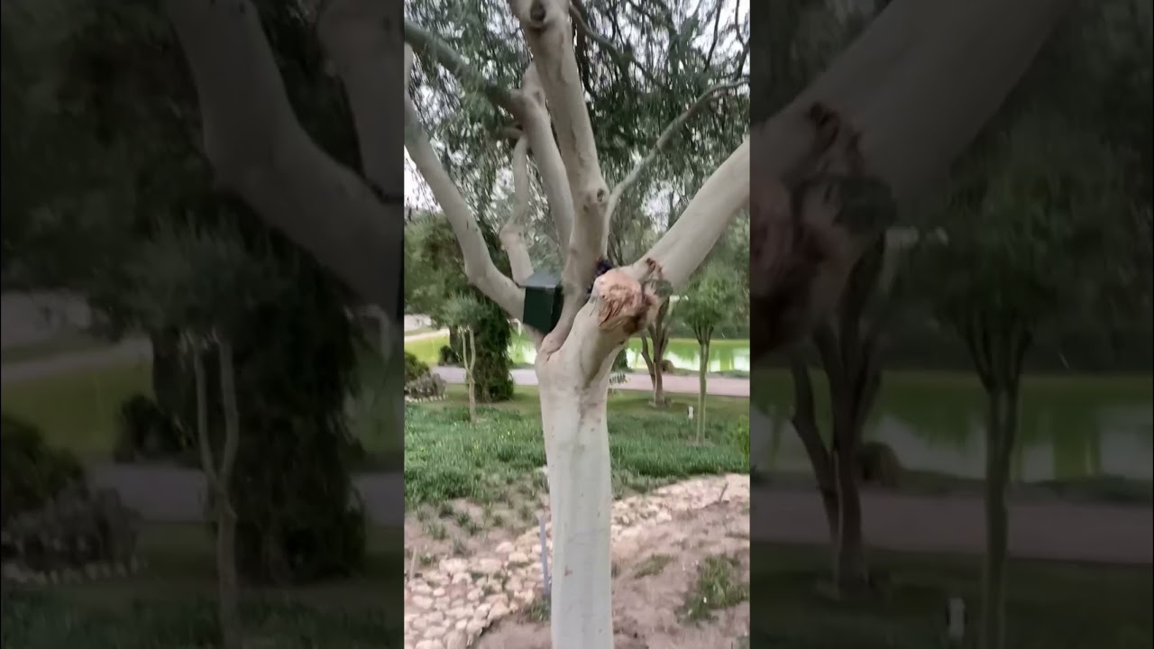 جولتي في مزرعة واشنطونيا الكويت الوفرة