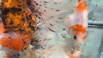 Cách Phân Biệt Cá Vàng Trống Mái | Cần Phân Biệt Cá Vàng Trống Mái | Nhận Biết Cá Vàng Trống Và Mái