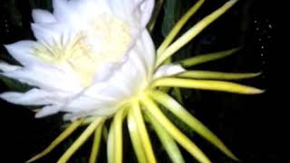 Ejder Meyvesi Elle Tozlama. Dragon Fruit Pollination