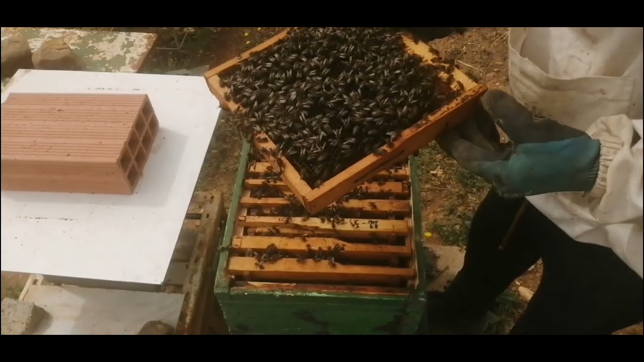 مراقبة خلية قوية وشرسة بعاسلة خوفا من التطريد