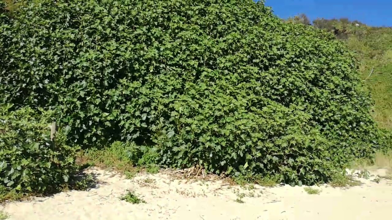 Verano 2021 en la Cala de Espasante, Galicia