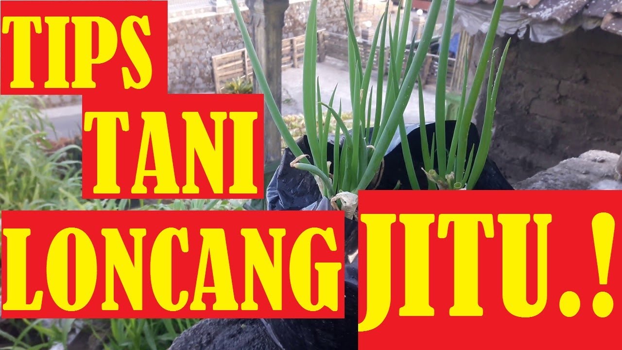 Bagaimana cara menanam sayur di lahan yang sempit dan di polybag yang