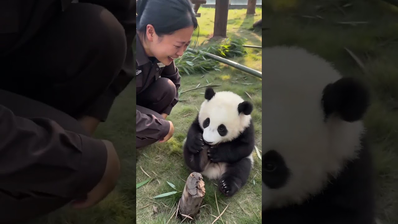 Gungun Copies the Pain Too -Gungun、痛くない足まで痛いふり-Gungun, 안 아픈 발까지 아픈 척 #panda #판다 #かわいい動物