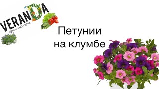 ПЕТУНИИ НА КЛУМБЕ ПРАВИЛА ВЫРАЩИВАНИЯ И УХОДА #однолетники #верандацветысадогород #дача #петуния
