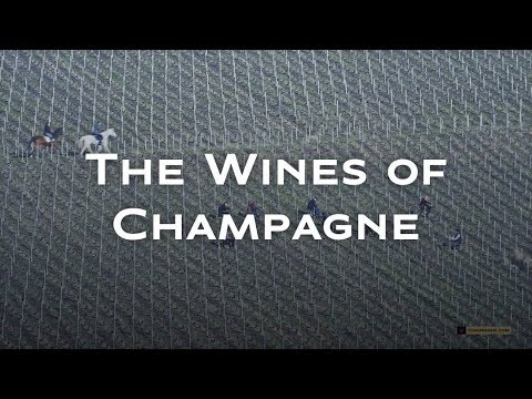 Video: Features Of The Selection Of Champagne Wines