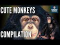 Cute monkeys compilation  hermany samson