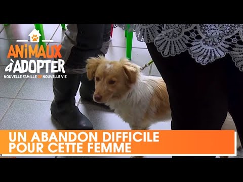 Vidéo: Fille se marie avec un chien errant