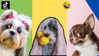 Funniest Animals Videos 2023 - Try Not To Laugh 😹🐶 #funny by LifeofOakleytheCavapoo 108 views 9 months ago 9 minutes, 41 seconds