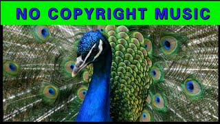 no copyright free background music/peacock sounds/no copyright music@Azagu Oviyam's Tamil Voice