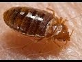 Rent to Own  Bed Bugs!! WHAT&quot;S in your Mattress