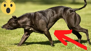 Top 10 Muscular Dog breeds in the World